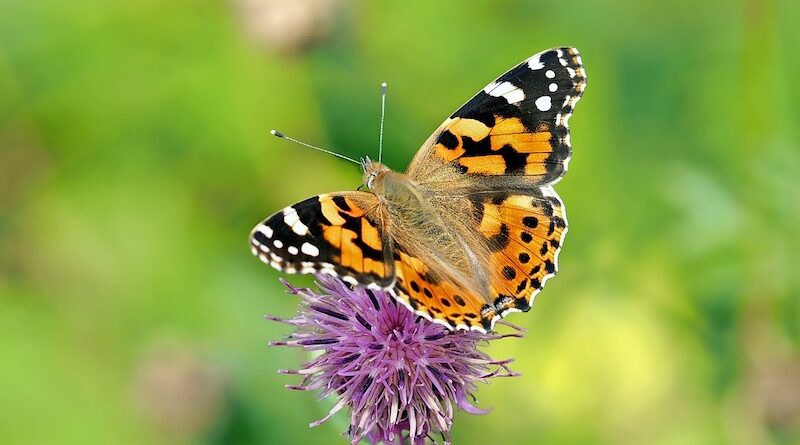 The Valley of the Butterflies